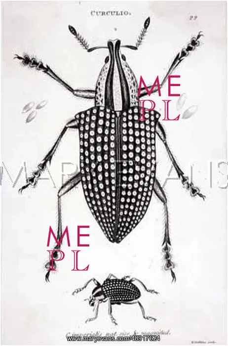  : WEEVIL. CURCULIO IMPERIALIS natural size about 2 cm long