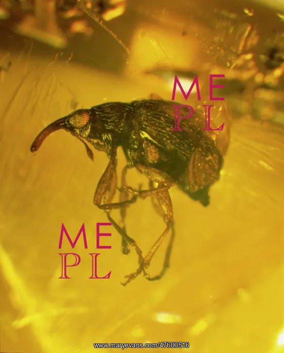 : Weevil in amber : Weevil in amber