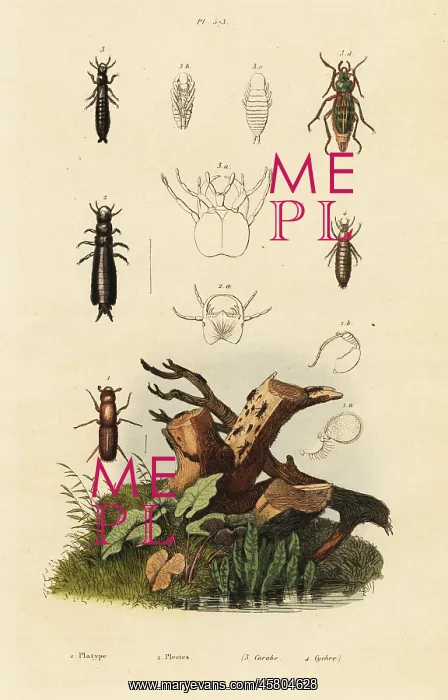 : Weevil and ground beetles : Weevil and ground beetles