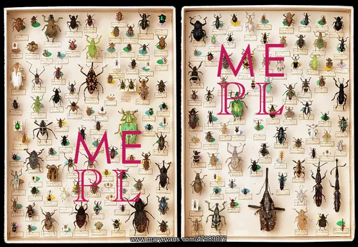 : Weevil specimens : Weevil specimens