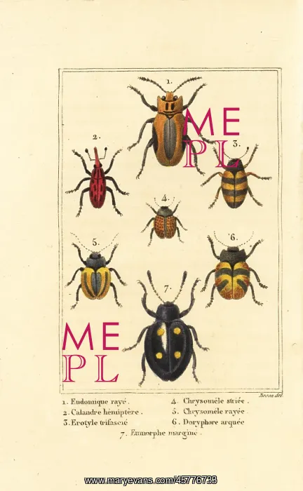 : Weevils and beetles : Weevils and beetles