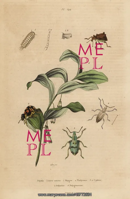 : Weevils, bristly millipede and King Solomon's-seal : Weevils, bristly millipede and King Solomon's-seal