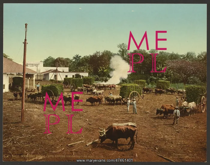 : Weighing sugar cane before unloading at mill, Cuba : Weighing sugar cane before unloading at mill, Cuba