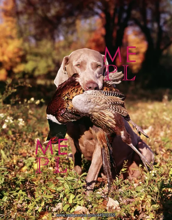 : weimaraner hunting dog retrieving ringneck : weimaraner hunting dog retrieving ringneck