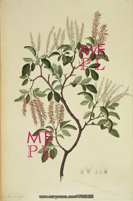 : Weinmannia sylvicola, tawhero tree : Weinmannia sylvicola, tawhero tree