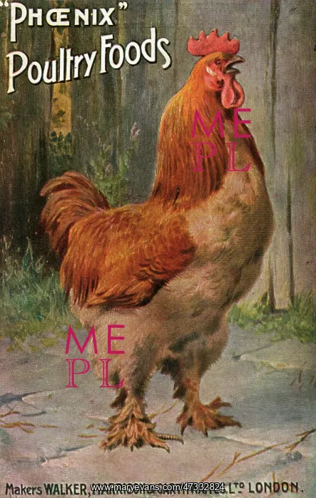 : WELL-FED COCK : WELL-FED COCK