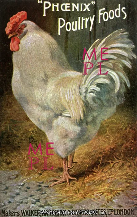 : WELL-FED COCK : WELL-FED COCK