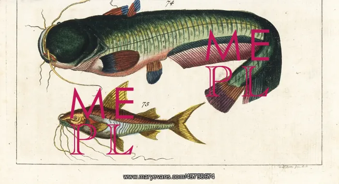 : Wels catfish and Bloch's catfish : Wels catfish and Bloch's catfish