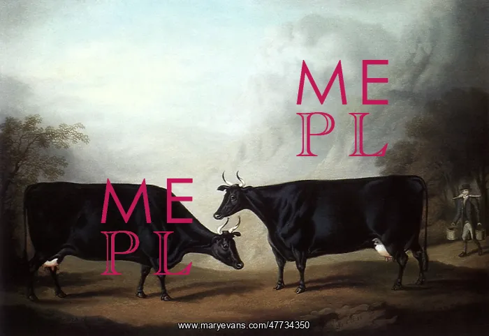  : Welsh Black Cows