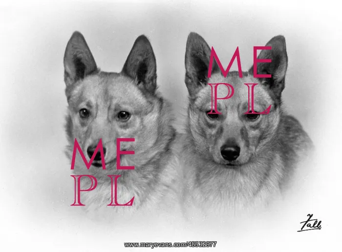 : TWO WELSH CORGIS / 1938 : TWO WELSH CORGIS / 1938