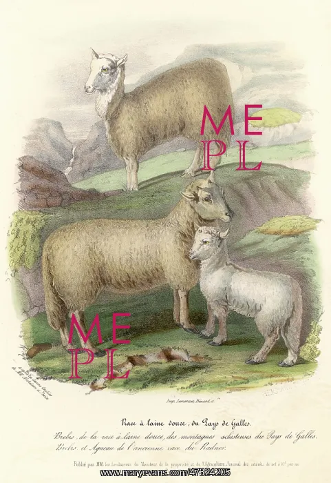 : WELSH MOUNTAIN SHEEP : WELSH MOUNTAIN SHEEP