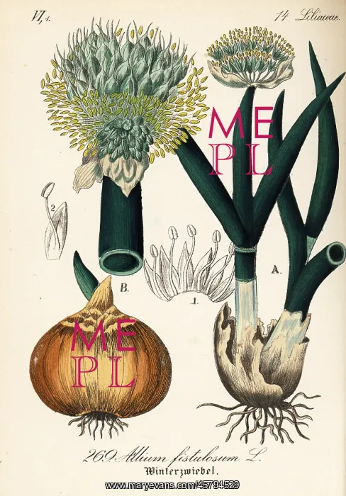: Welsh onion or Japanese bunching onion, Allium fistulosum : Welsh onion or Japanese bunching onion, Allium fistulosum