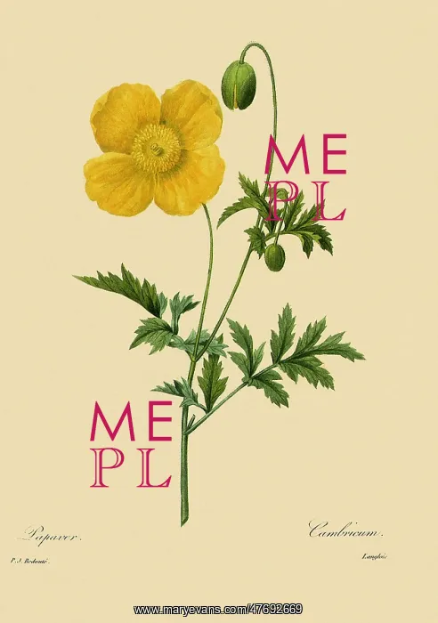 : Welsh Poppy : Welsh Poppy