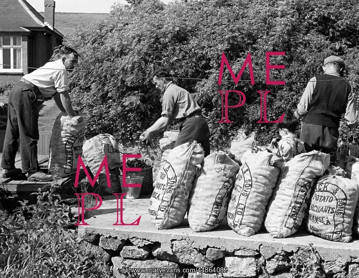 : WELSH POTATO SACKS : WELSH POTATO SACKS