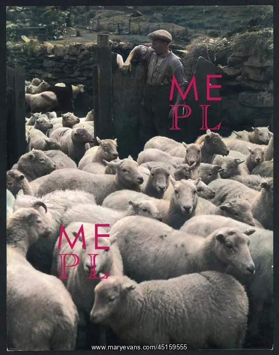 : WELSH SHEEP FARMING : WELSH SHEEP FARMING