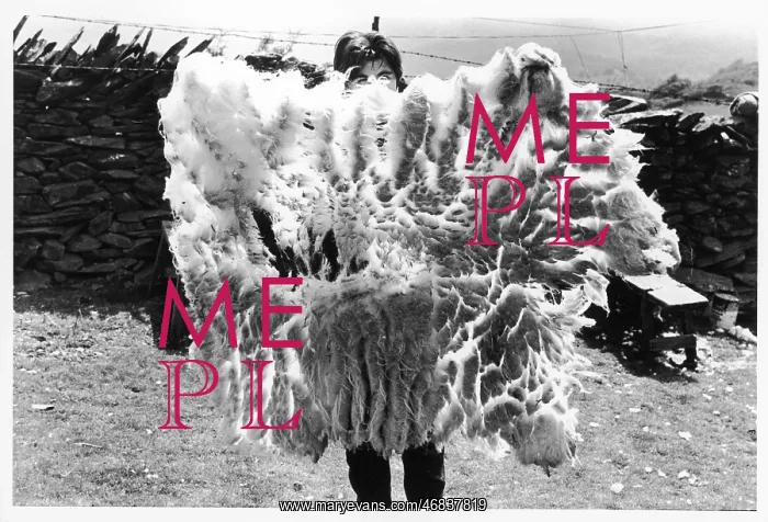 : WELSH SHEEP FLEECE