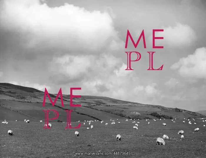 : WELSH SHEEP GRAZING : WELSH SHEEP GRAZING