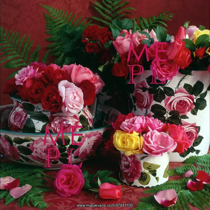 : Wemyss Ware and Roses : Wemyss Ware and Roses