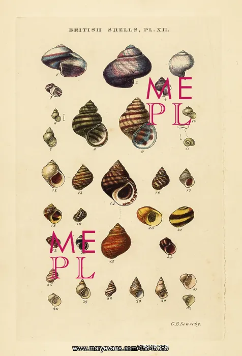: Wentletraps, Ianthina, freshwater shells, Bithynia, etc : Wentletraps, Ianthina, freshwater shells, Bithynia, etc