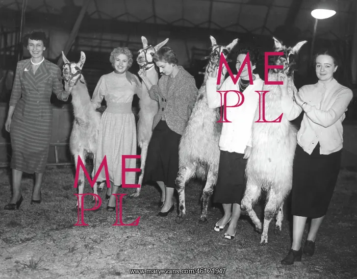 : West End models with llamas, Chipperfield's Circus : West End models with llamas, Chipperfield's Circus