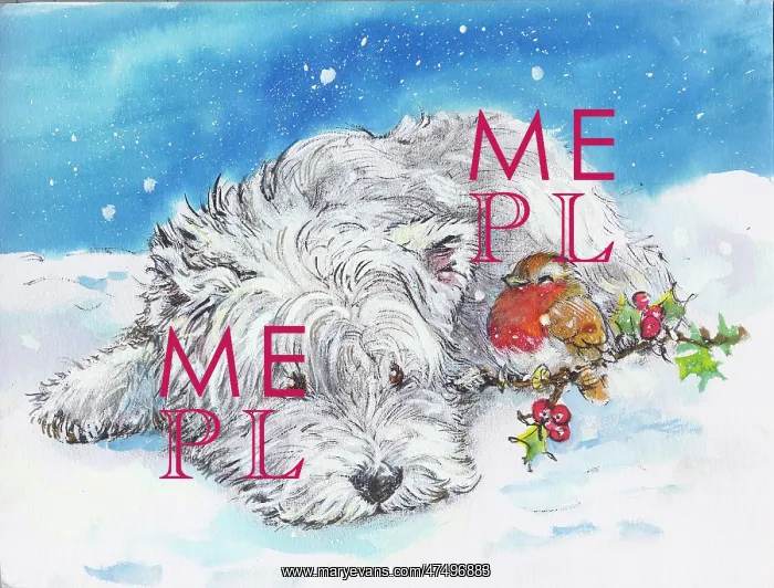  : West Highland Terrier and robin in the snow