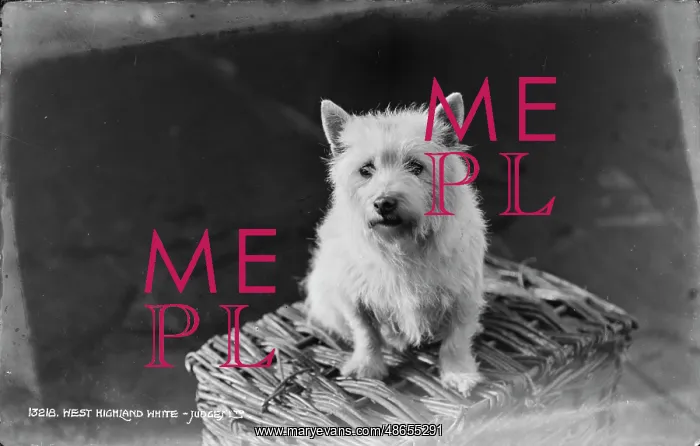 : West Highland White Terrier : West Highland White Terrier