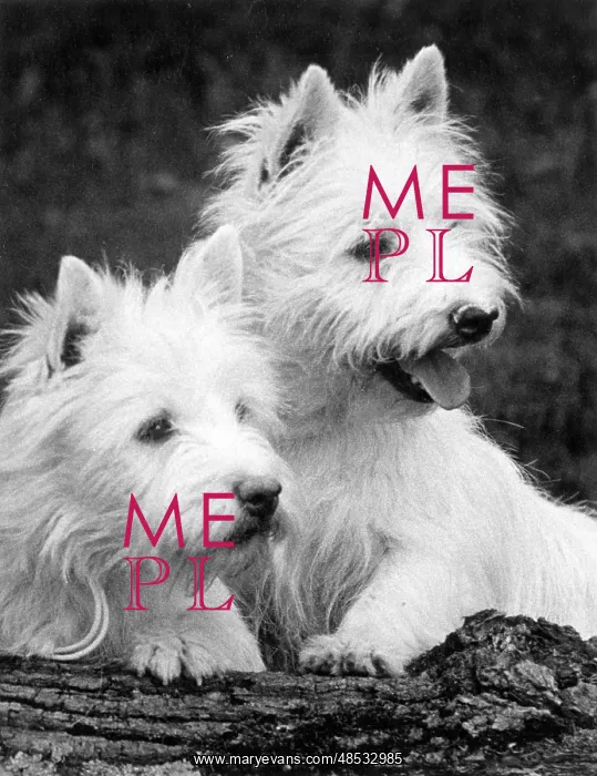: TWO WEST HIGHLAND WHITES : TWO WEST HIGHLAND WHITES