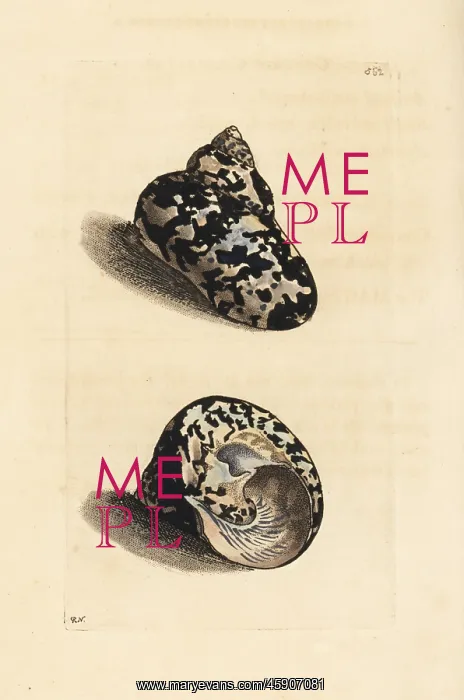  : West Indian magpie shell, Cittarium pica