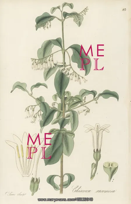 : West Indian snowberry, Chiococca alba : West Indian snowberry, Chiococca alba