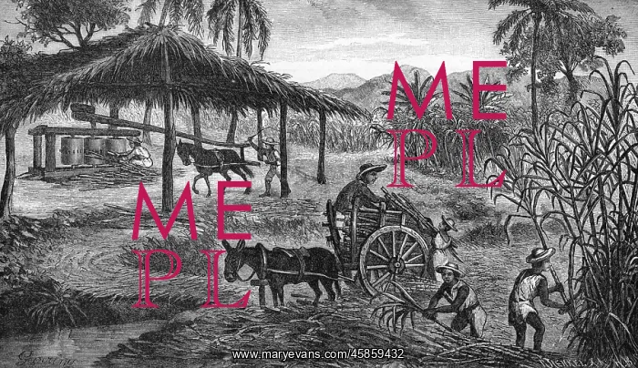: West Indies sugar plantation : West Indies sugar plantation