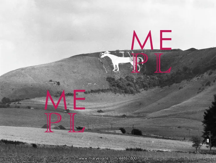 : WESTBURY WHITE HORSE : WESTBURY WHITE HORSE