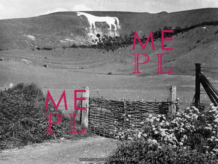 : WESTBURY WHITE HORSE : WESTBURY WHITE HORSE