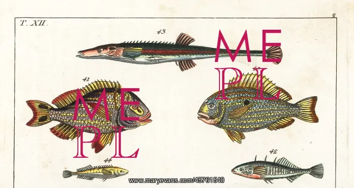 : Western Atlantic seabream, porkfish and sticklebacks : Western Atlantic seabream, porkfish and sticklebacks