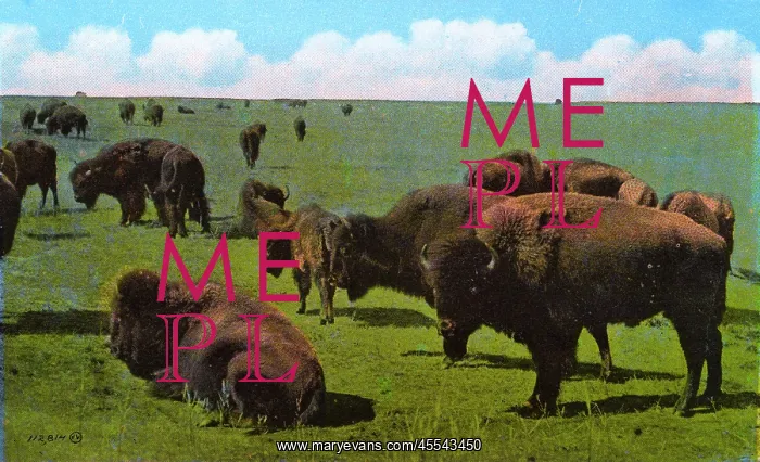 : Western Canada - Bison, Wainwright Park, Alberta : Western Canada - Bison, Wainwright Park, Alberta
