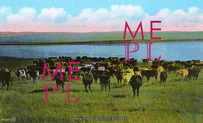  : Western Canada - Cattle Ranch