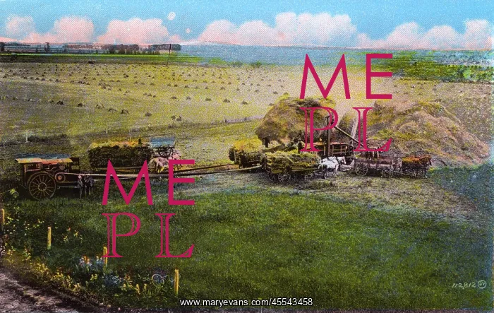  : Western Canada - Threshing Scene