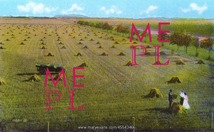  : Western Canada - Wheat Field