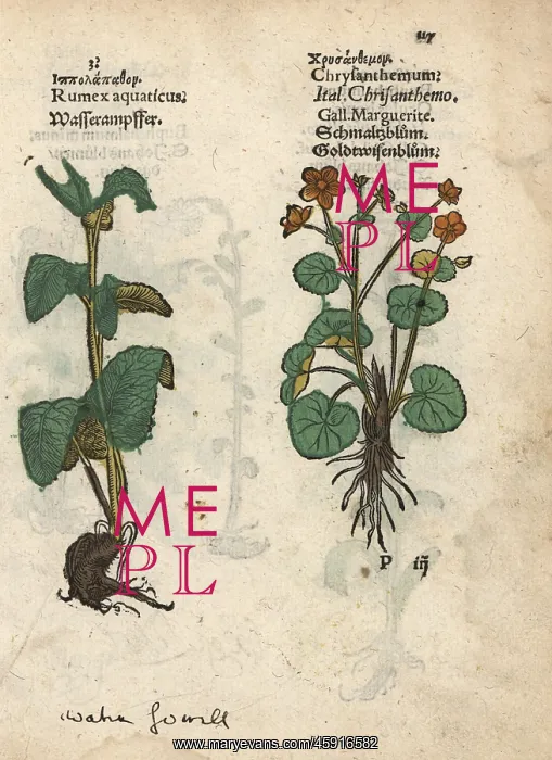 : Western dock, Rumex aquaticus, and ox-eye : Western dock, Rumex aquaticus, and ox-eye
