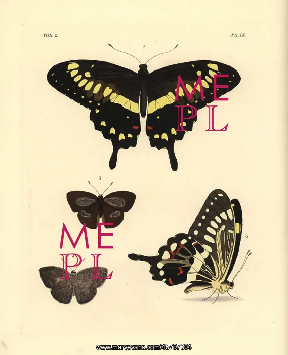: Western emperor swallowtail and Indian sunbeam : Western emperor swallowtail and Indian sunbeam