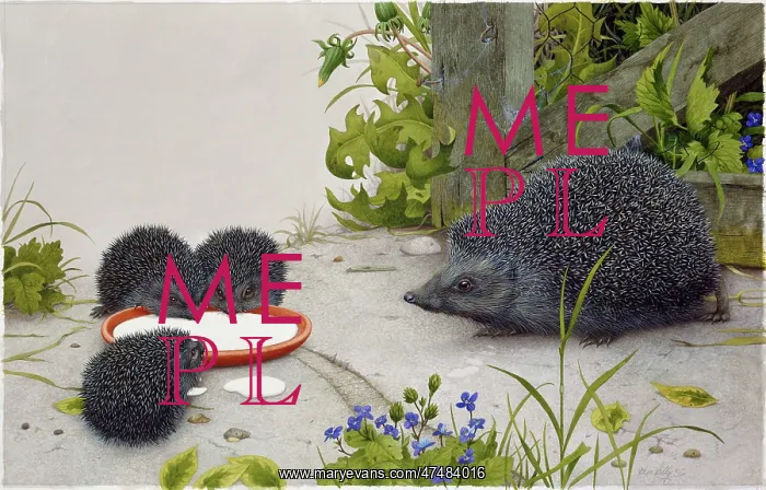 : Western European Hedgehog : Western European Hedgehog