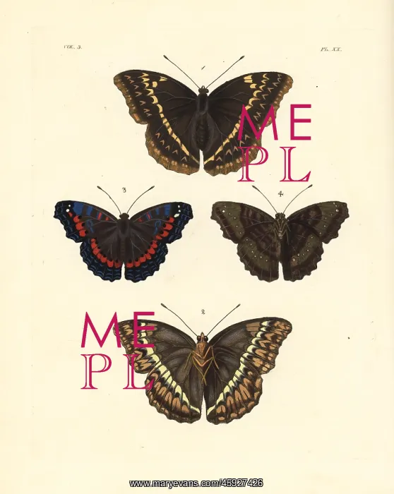 : Western glider and gaudy commodore butterfly : Western glider and gaudy commodore butterfly