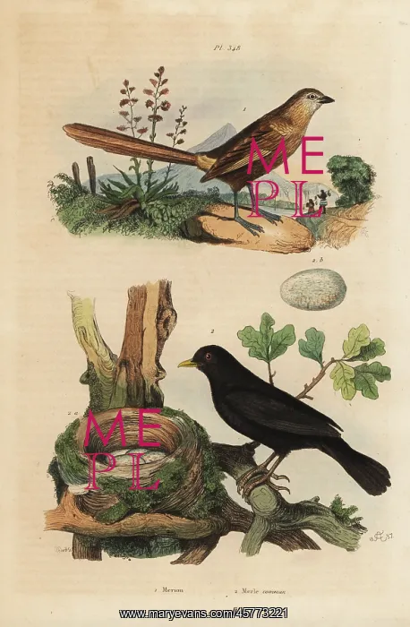 : Western grasswren and blackbird : Western grasswren and blackbird