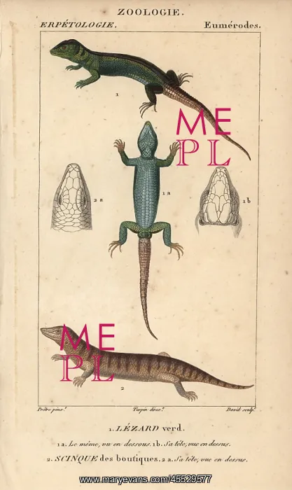 : Western green lizard and sandfish skink, Scincus scincus : Western green lizard and sandfish skink, Scincus scincus