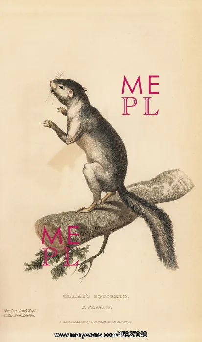 : Western grey squirrel, Sciurus griseus clarkii : Western grey squirrel, Sciurus griseus clarkii
