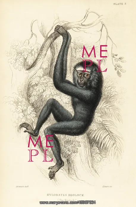 : Western hoolock gibbon, Hoolock hoolock. Endangered : Western hoolock gibbon, Hoolock hoolock. Endangered