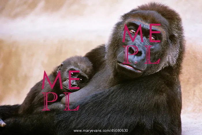 : Western Lowland Gorilla Gorilla Gorilla Gorilla : Western Lowland Gorilla Gorilla Gorilla Gorilla