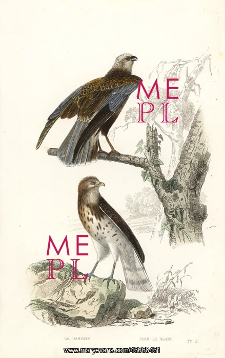 : Western marsh harrier and short-toed snake eagle : Western marsh harrier and short-toed snake eagle