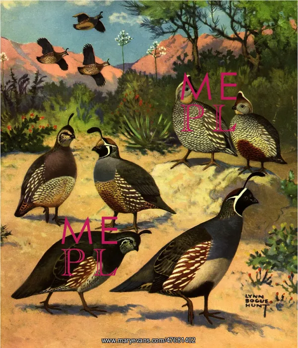 : Western Quail : Western Quail
