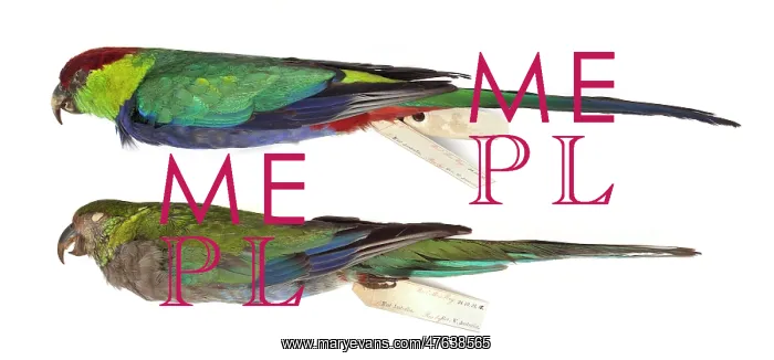 : Western rosella, Platycercus icterotis : Western rosella, Platycercus icterotis