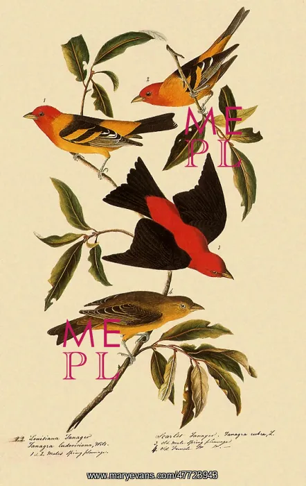  : Western and Scarlet Tanagers